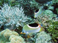 Saddled Butterflyfish Australia